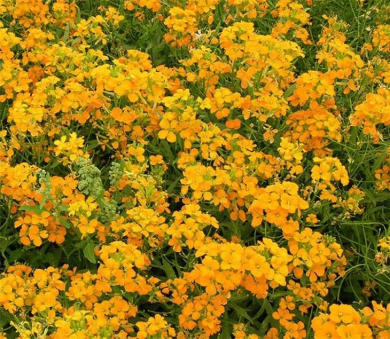 七里黄种子十字花科多年生草本耐寒观花植物花海专用花卉草籽