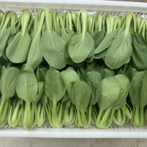 【热销】精品一级小油菜小青菜基地直销，常年供货