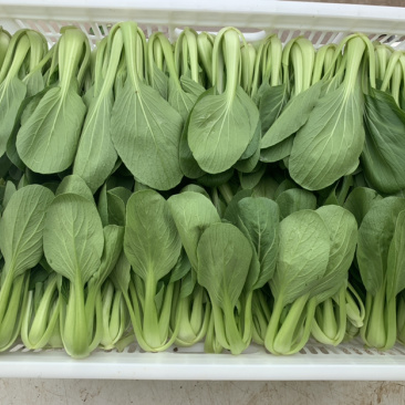 【热销】精品一级小油菜小青菜基地直销，常年供货