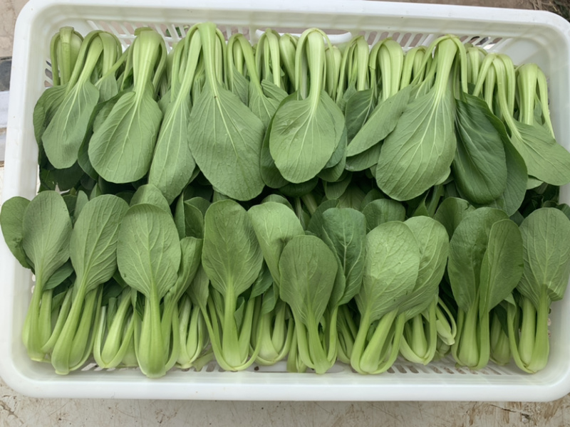 【热销】精品一级小油菜小青菜基地直销，常年供货
