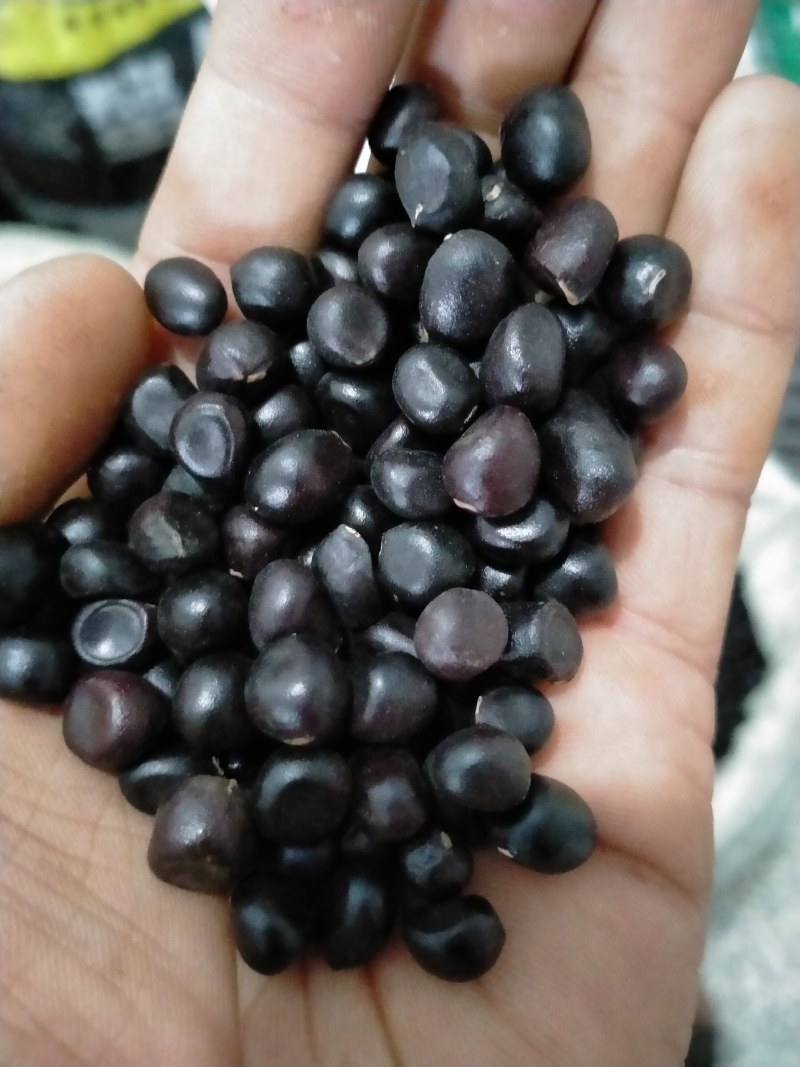 牡丹种子，油用牡丹籽，可育苗可榨油