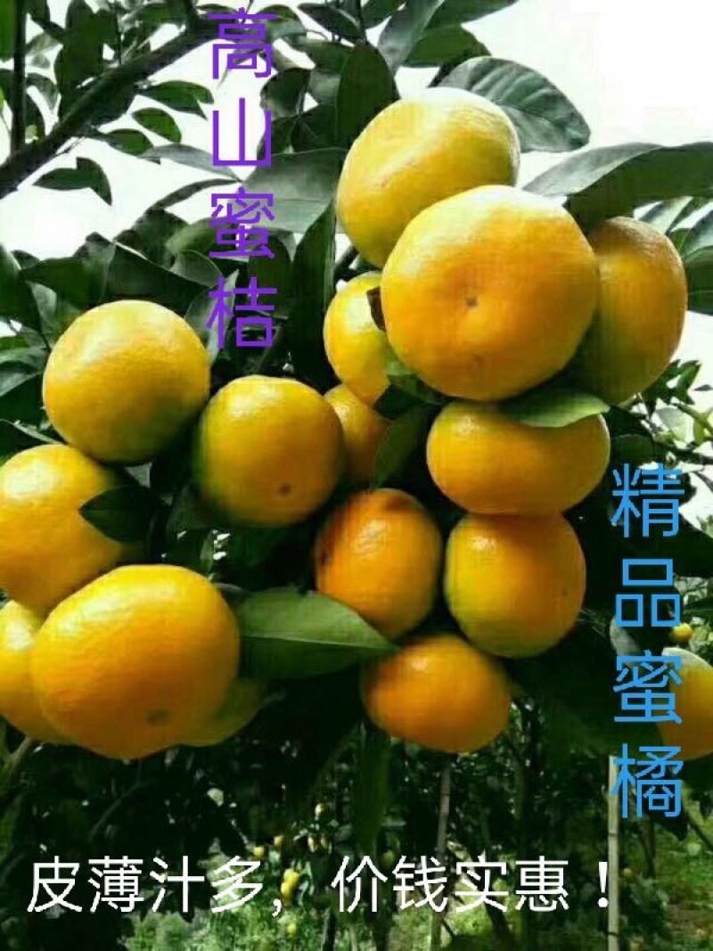 四川假丑橘，高山蜜橘，柑橘，皮薄多汁，随行就市，欢迎咨询