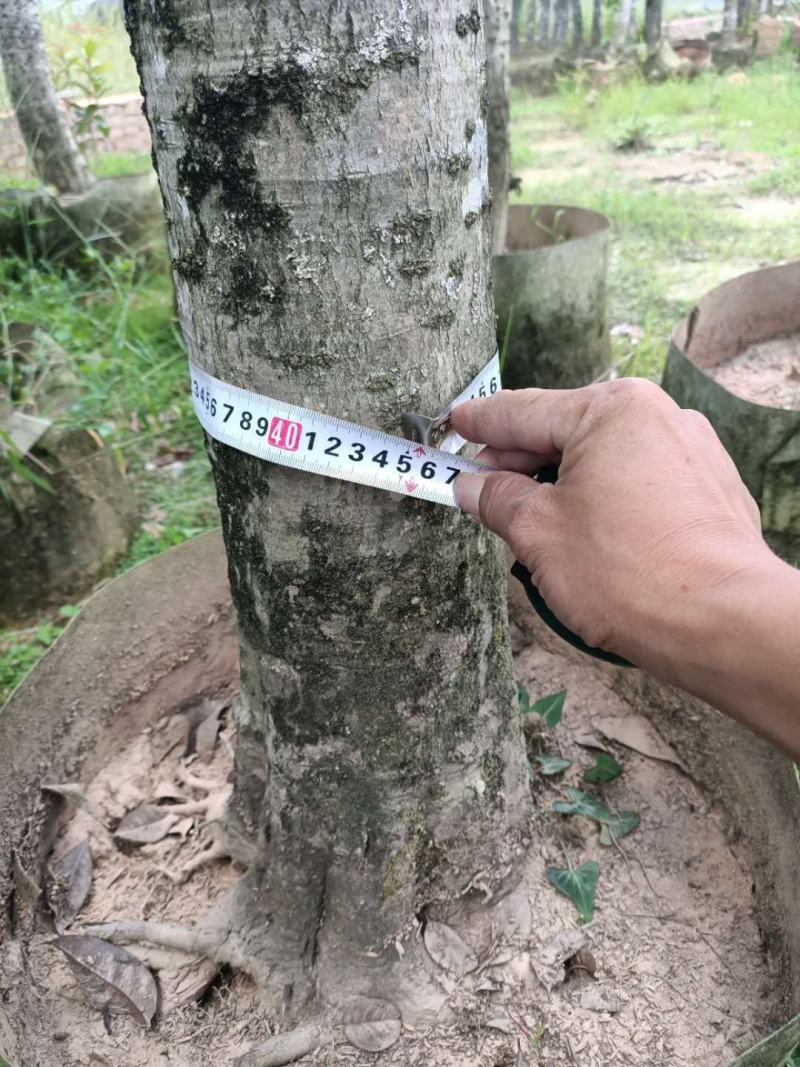 征地容器苗桂花，规格齐全，价格优惠