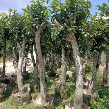 征地容器苗桂花，规格齐全，价格优惠