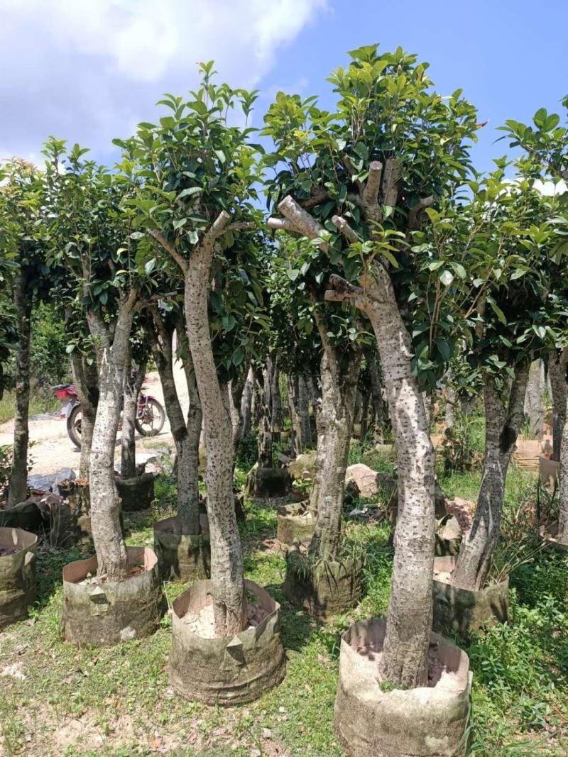 征地容器苗桂花，规格齐全，价格优惠