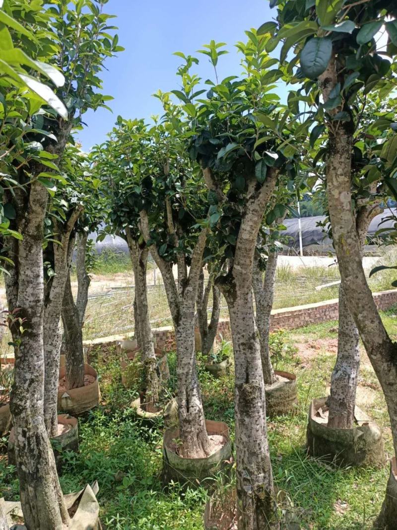 征地容器苗桂花，规格齐全，价格优惠