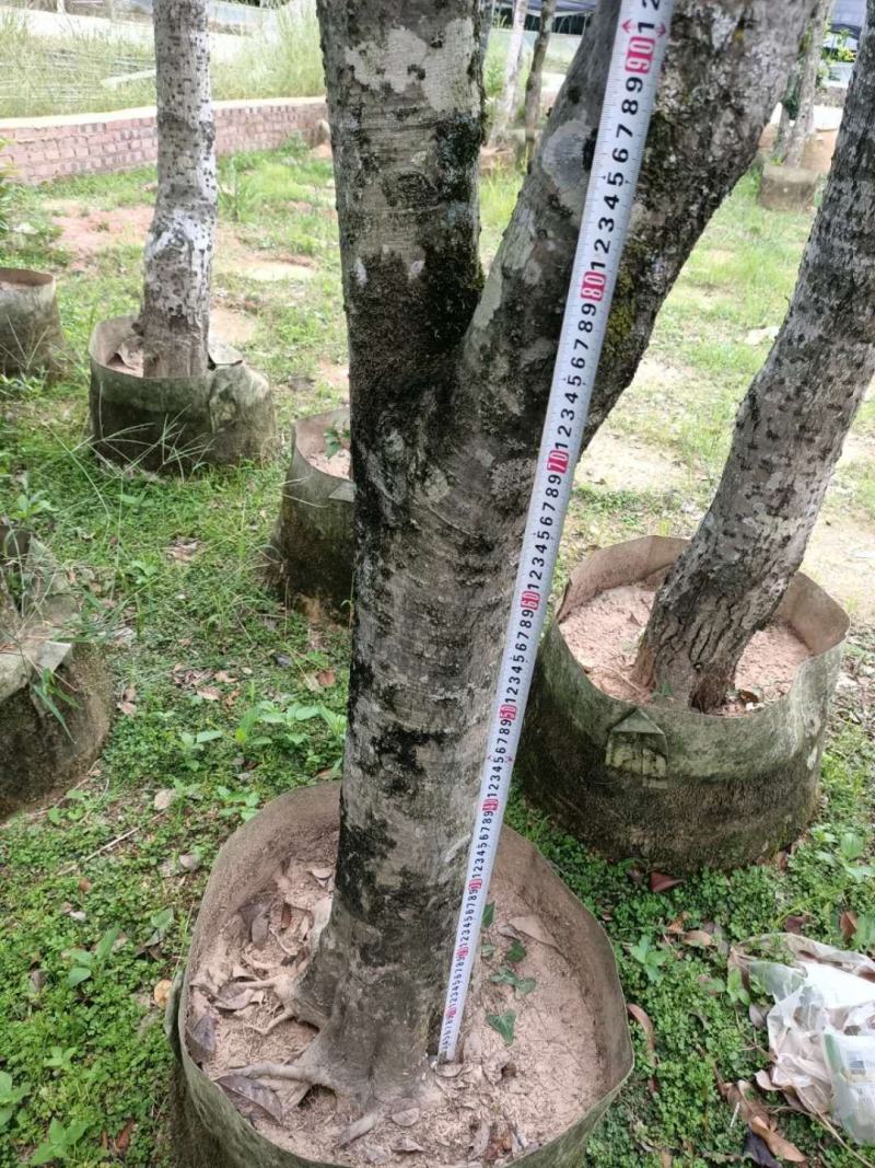 征地容器苗桂花，规格齐全，价格优惠
