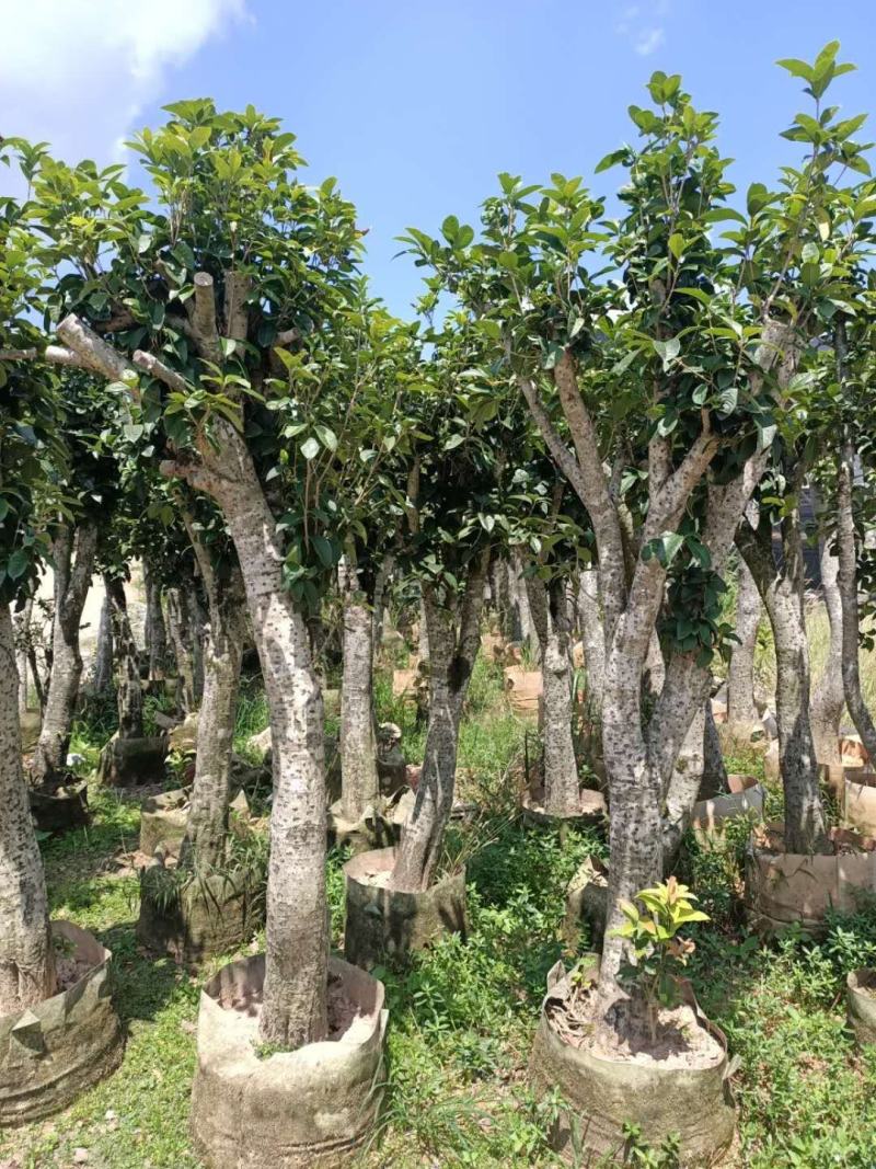 征地容器苗桂花，规格齐全，价格优惠