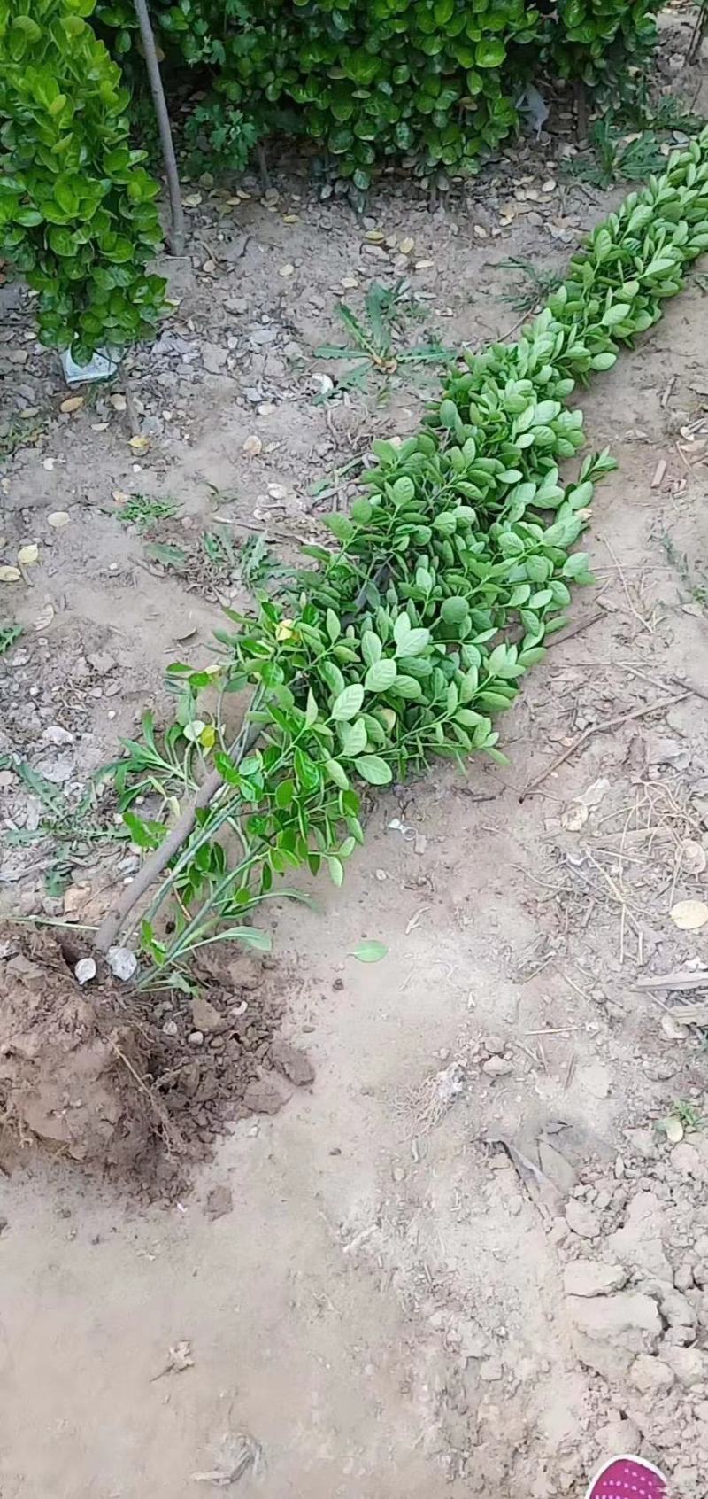 紫叶酢浆草，基地直销，常年销售各种绿化苗木