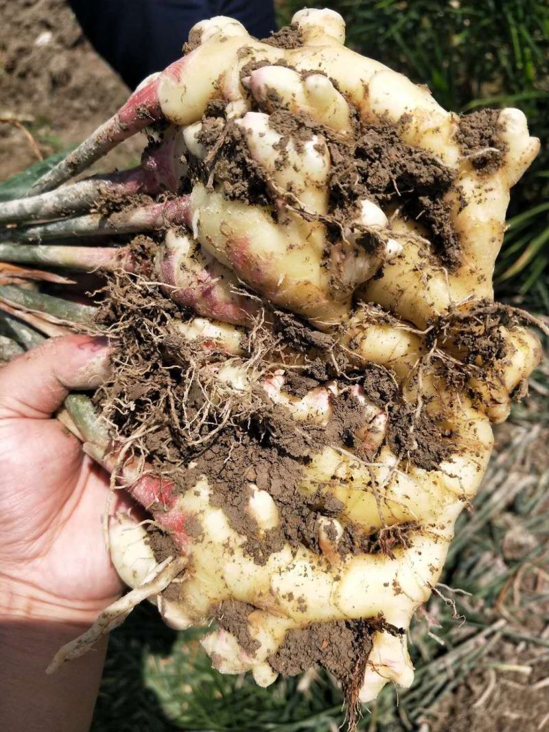 贵州贞丰大棚种植生姜