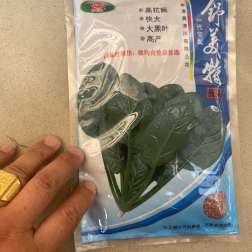 菠菜种，优质菠菜种，172优质品种，品种保证