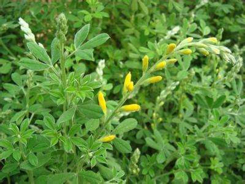 草木樨种子草木犀蜜源植物黄花草牧草型绿肥耐寒