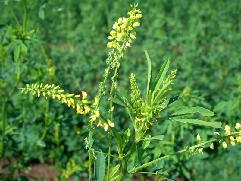 草木樨种子草木犀蜜源植物黄花草牧草型绿肥耐寒
