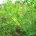 草木樨种子草木犀蜜源植物黄花草牧草型绿肥耐寒