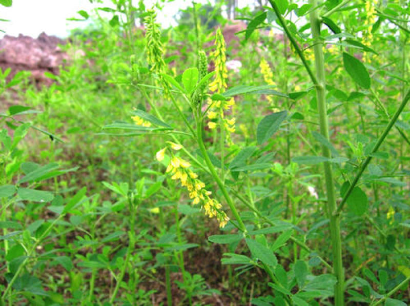 草木樨种子草木犀蜜源植物黄花草牧草型绿肥耐寒