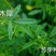 草木樨种子草木犀蜜源植物黄花草牧草型绿肥耐寒