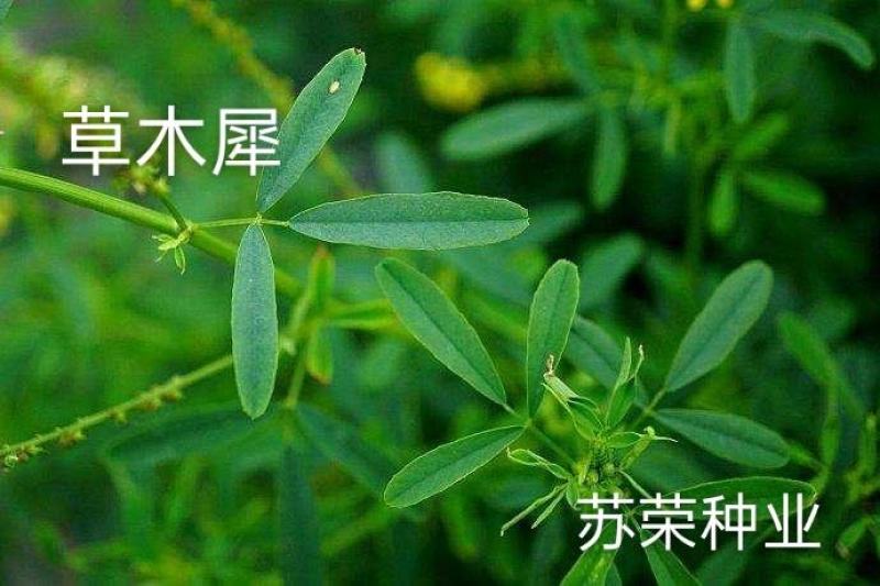 草木樨种子草木犀蜜源植物黄花草牧草型绿肥耐寒