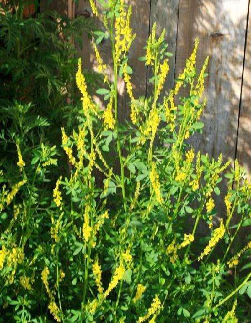 草木樨种子草木犀蜜源植物黄花草牧草型绿肥耐寒