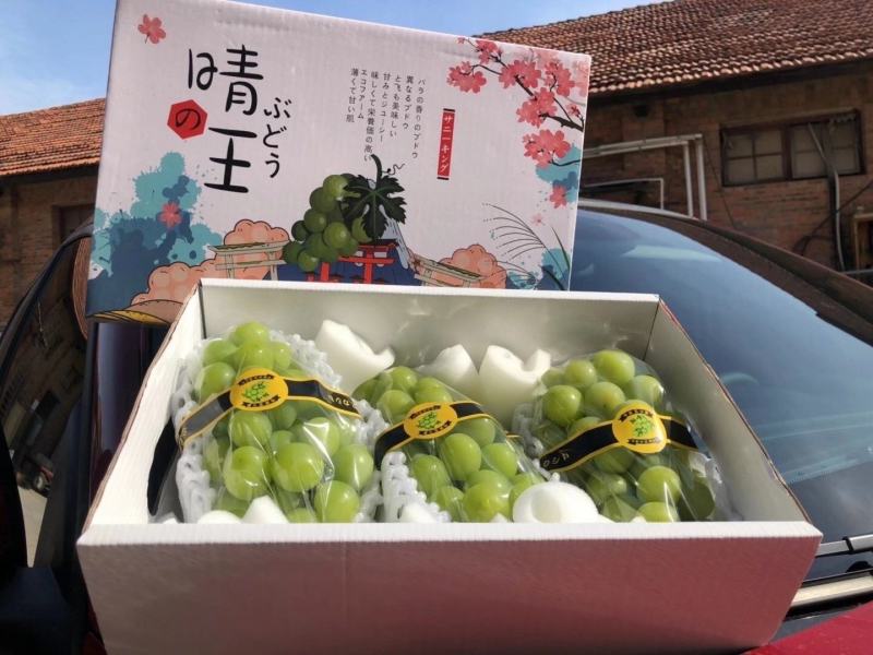 2022年阳光玫瑰成熟陕西大荔阳光玫瑰加工厂电商