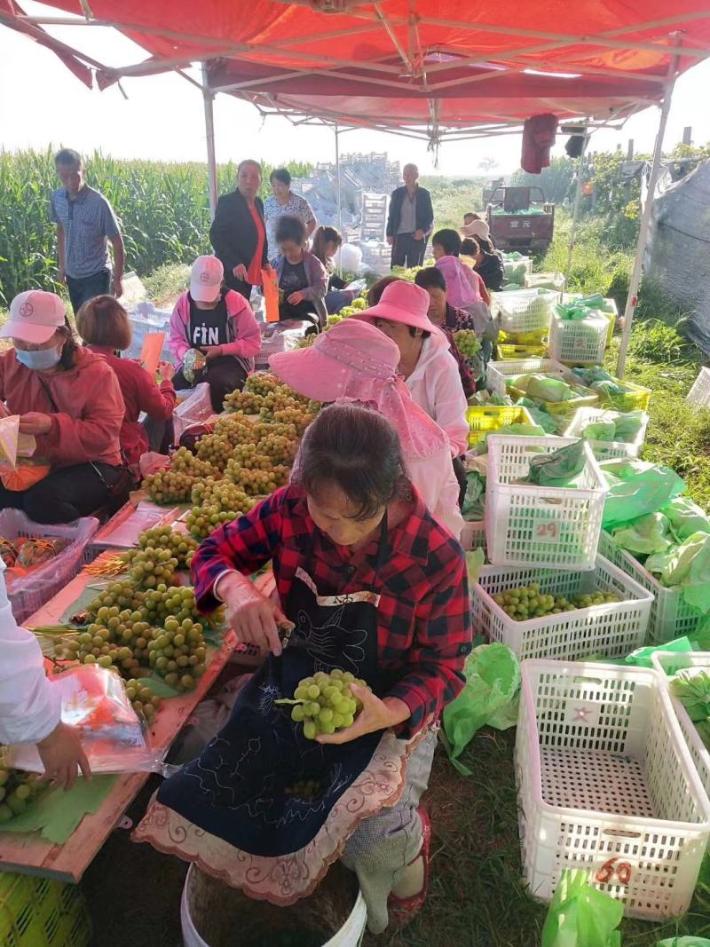 2022年阳光玫瑰成熟陕西大荔阳光玫瑰加工厂电商