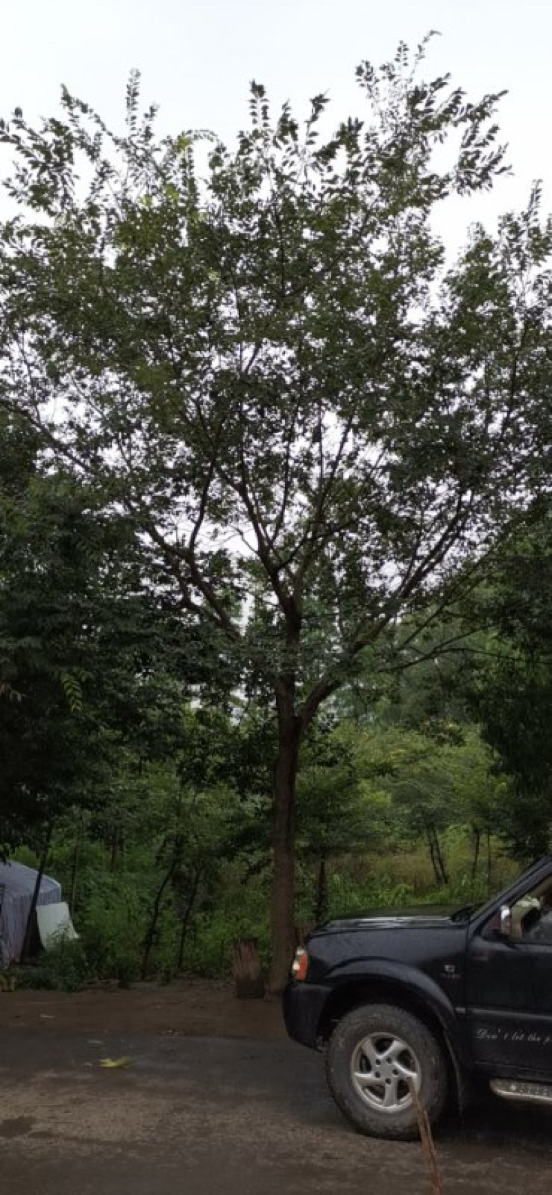 精品推荐，朴树18公分，基地直发，欢迎订购