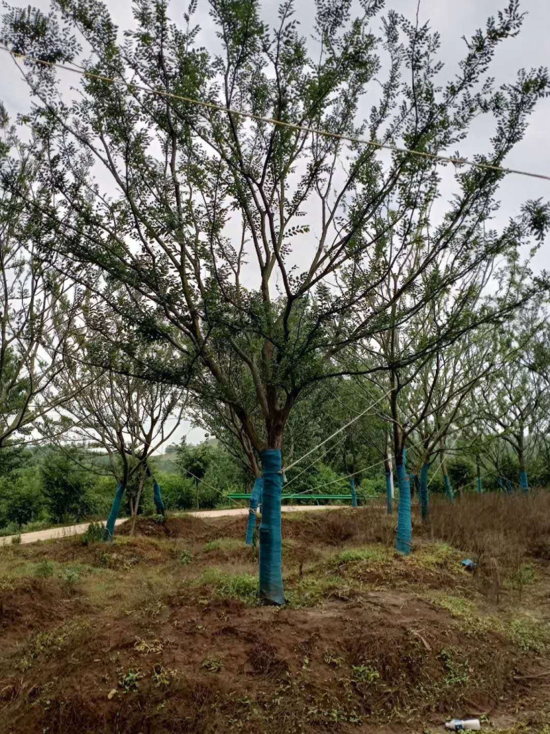 精品推荐，朴树18公分，基地直发，欢迎订购