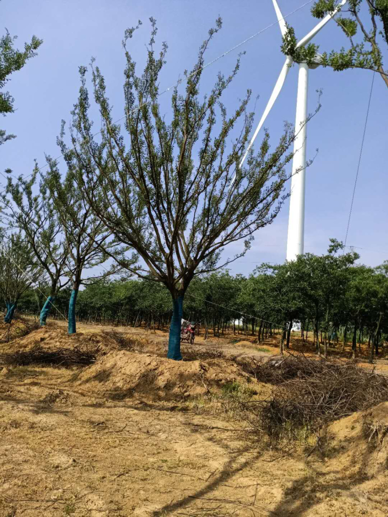 精品推荐，朴树18公分，基地直发，欢迎订购