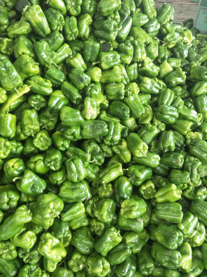 太空椒.青椒.鲜辣椒.上市。产地直供质量好.