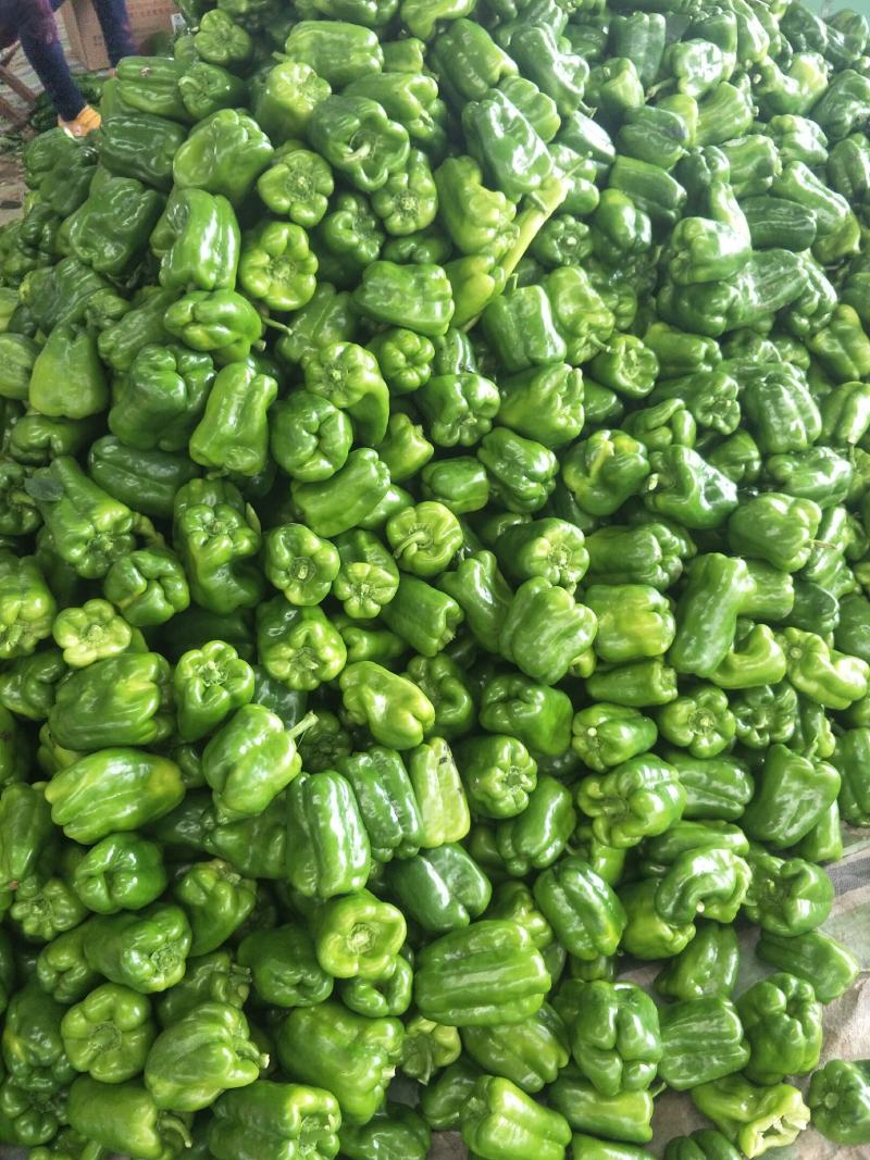 太空椒.青椒.鲜辣椒.上市。产地直供质量好.