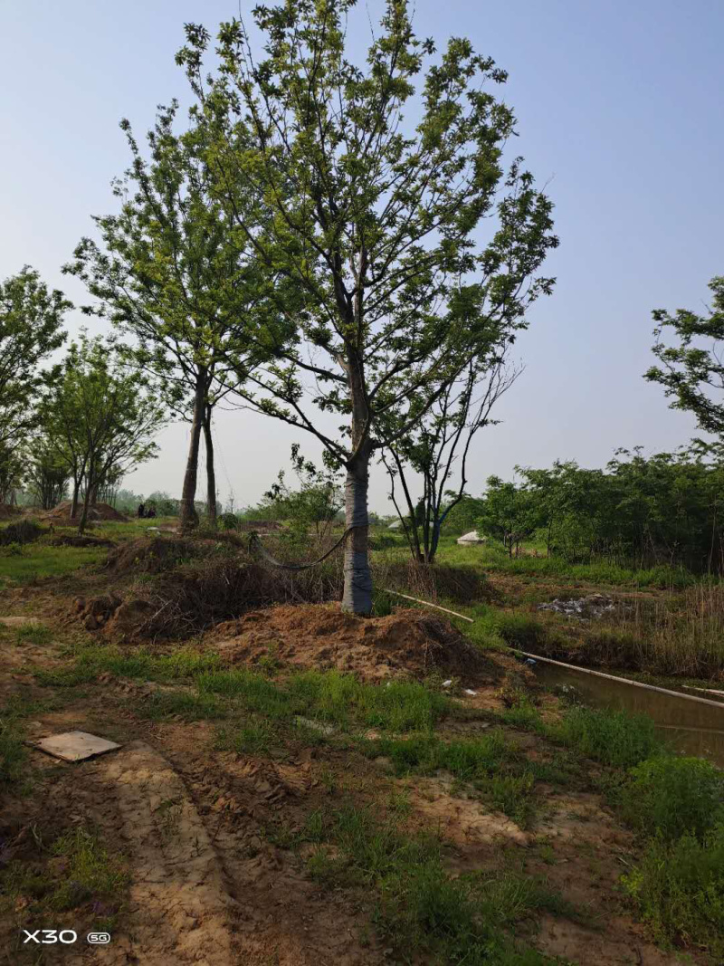 精品推荐，朴树18公分，基地直发，欢迎订购