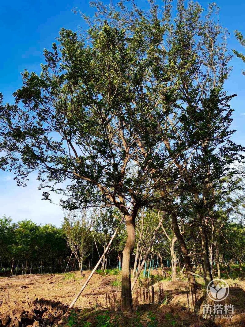 精品推荐，朴树18公分，基地直发，欢迎订购