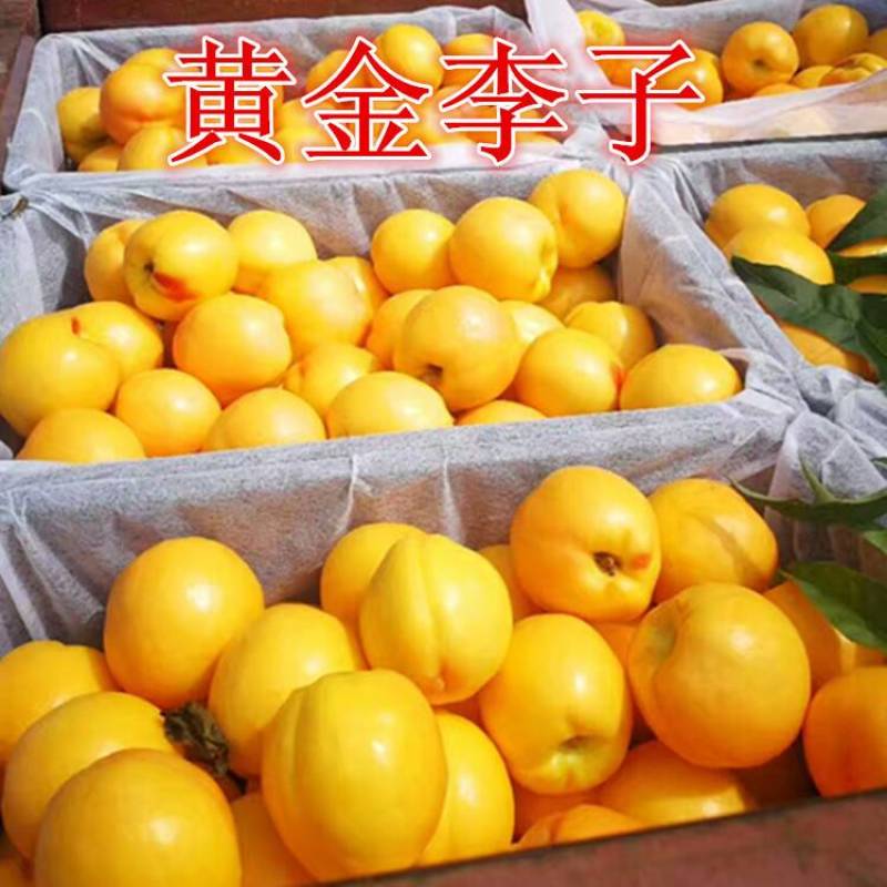 李子树苗，恐龙蛋，黑布林李，南北方种植，基地直发正品包邮
