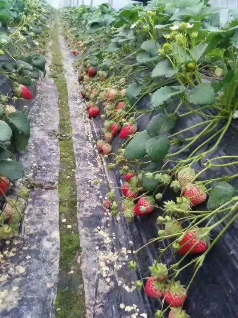 【推荐】草莓苗丹东红颜草莓苗种苗成活率高可视频看货