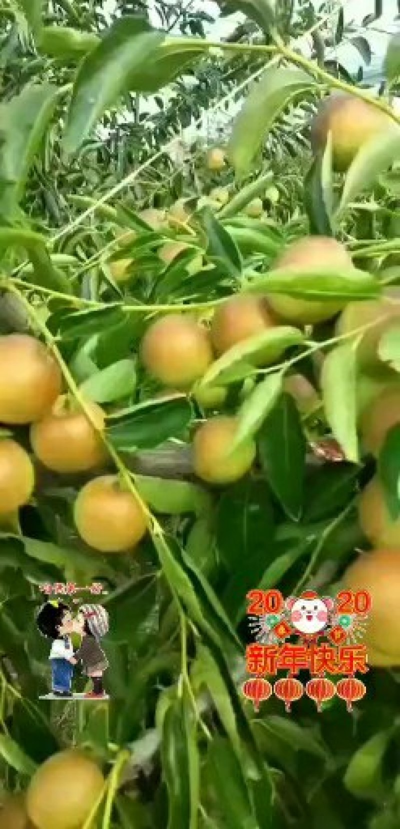 新鲜冬枣20克以上产地批支持一件代发坏果包赔线上担保交易