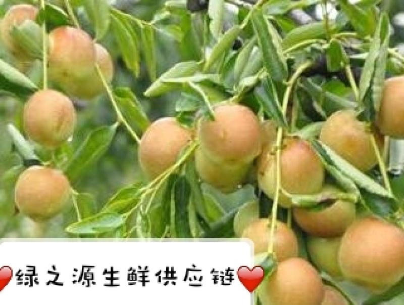 新鲜冬枣20克以上产地批支持一件代发坏果包赔线上担保交易