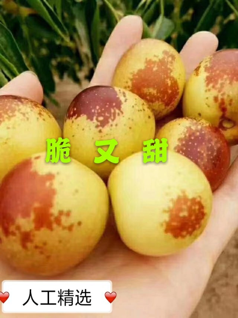 新鲜冬枣20克以上产地批支持一件代发坏果包赔线上担保交易