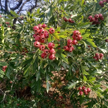 东北野生山里红种籽东北野生山里红