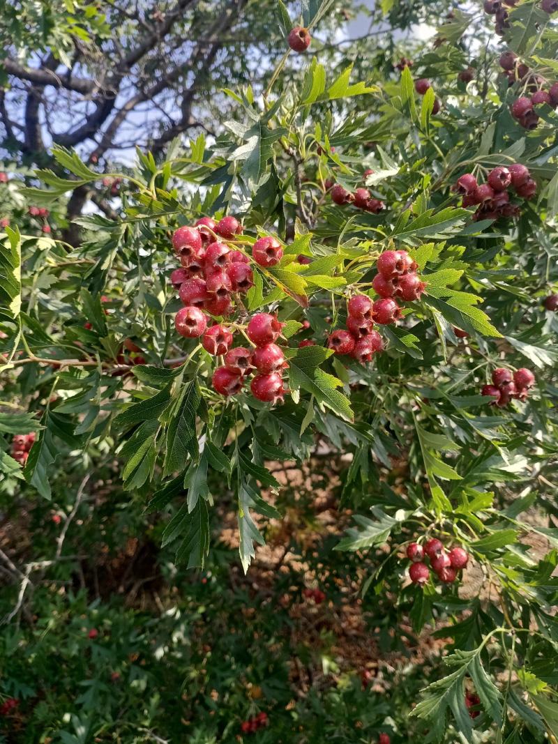 东北野生山里红种籽东北野生山里红