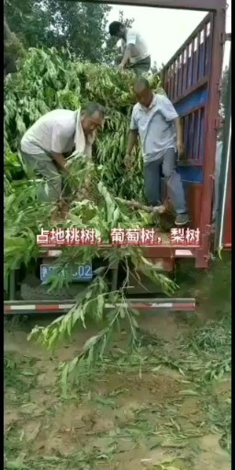 葡萄树，山东聊城冠县占地果树基地，