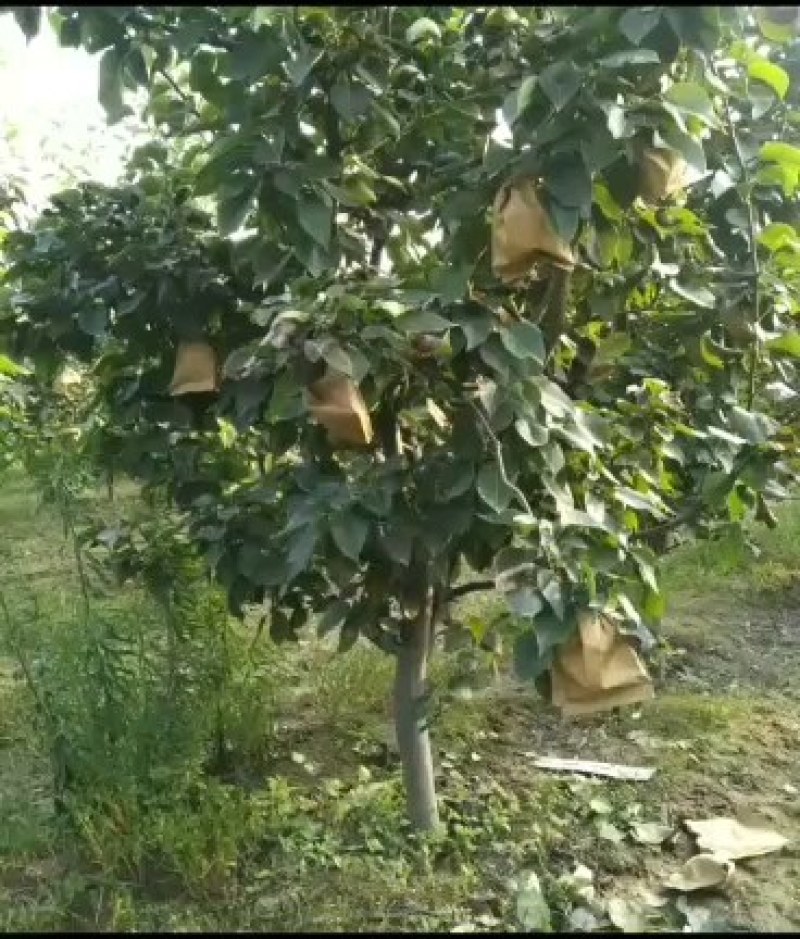 葡萄树，山东聊城冠县占地果树基地，