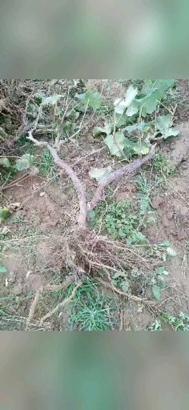 葡萄树，山东聊城冠县占地果树基地，