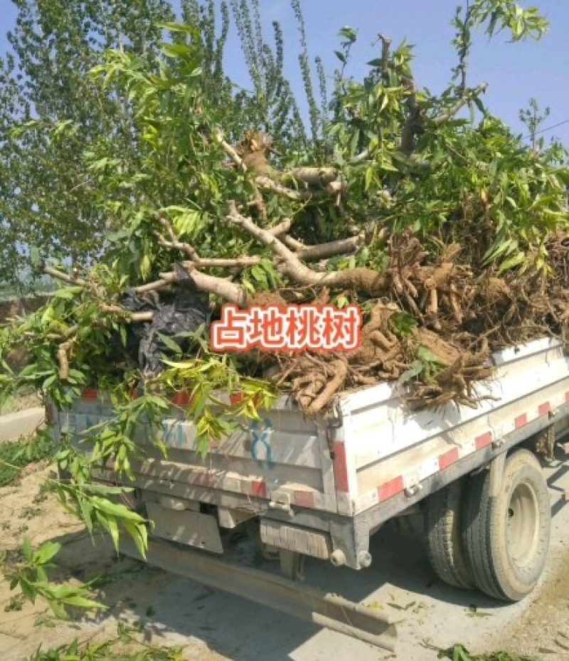 葡萄树，山东聊城冠县占地果树基地，