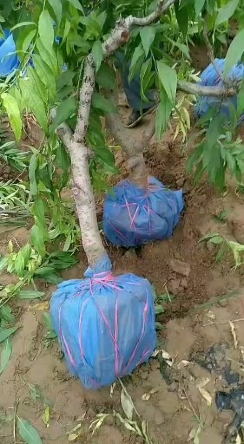 葡萄树，山东聊城冠县占地果树基地，
