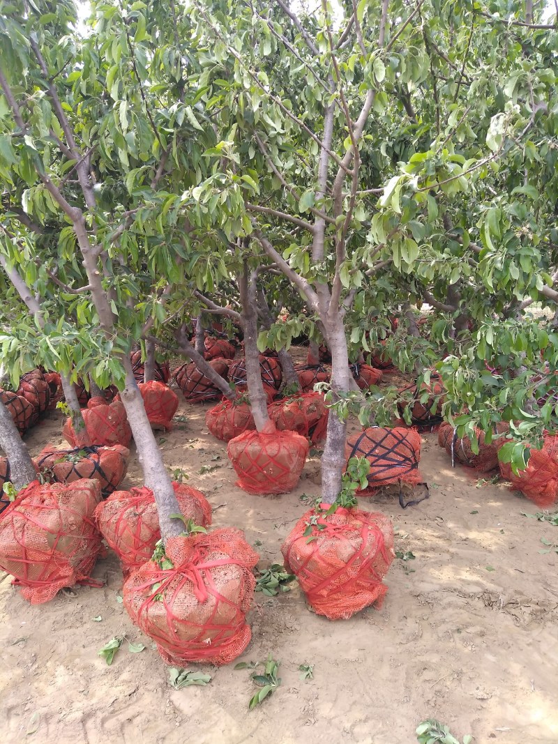 葡萄树，山东聊城冠县占地果树基地，