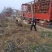 葡萄树,山东聊城冠县占地果树基地,