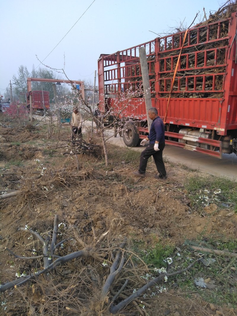葡萄树，山东聊城冠县占地果树基地，