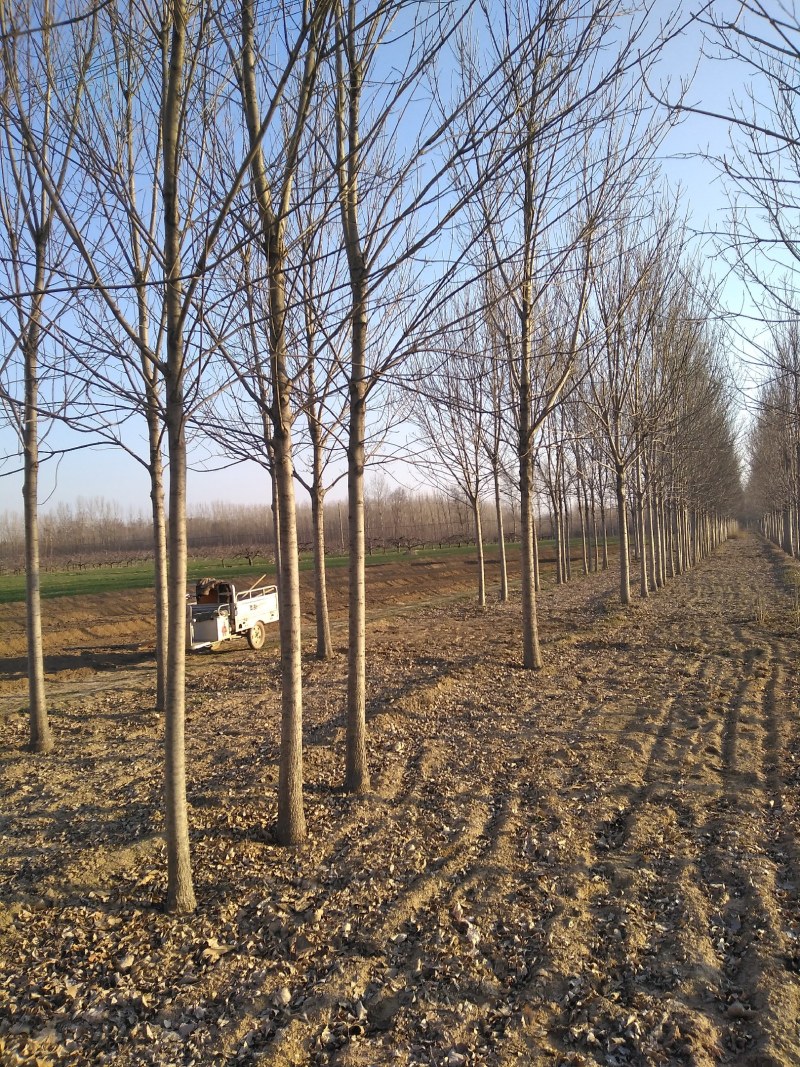 葡萄树，山东聊城冠县占地果树基地，
