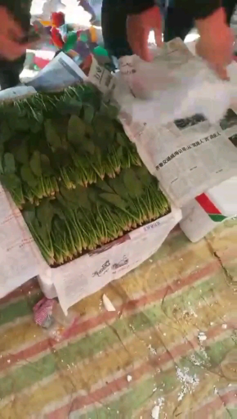 菠菜种，优质菠菜种，172优质品种，品种保证