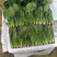 菠菜种，优质菠菜种，172优质品种，品种保证