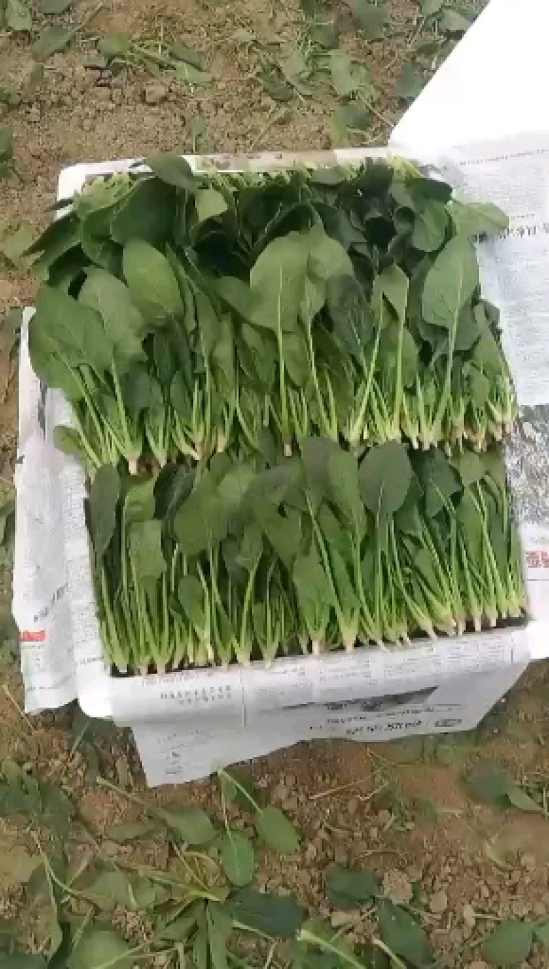 菠菜种，优质菠菜种，172优质品种，品种保证